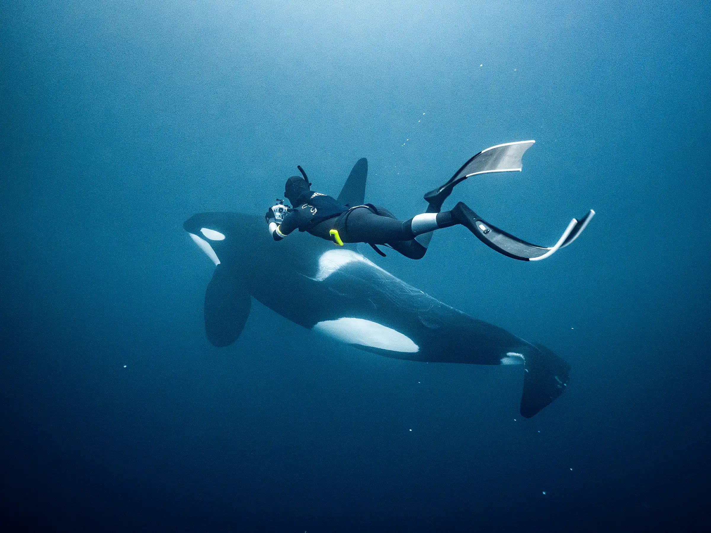 Underwater photo of a female freediver swimming next to an orca bull