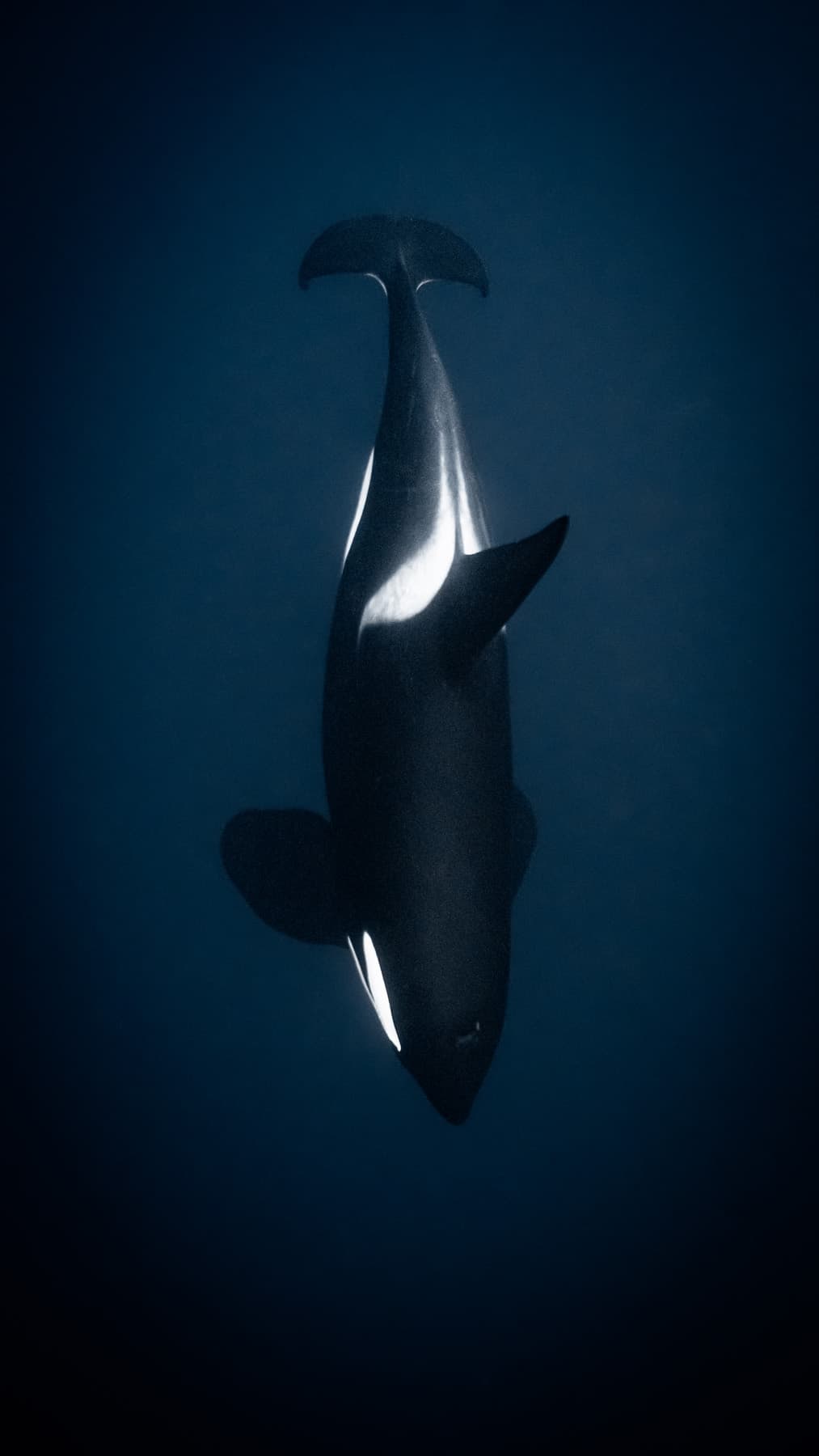 Orca bull below the cameraman