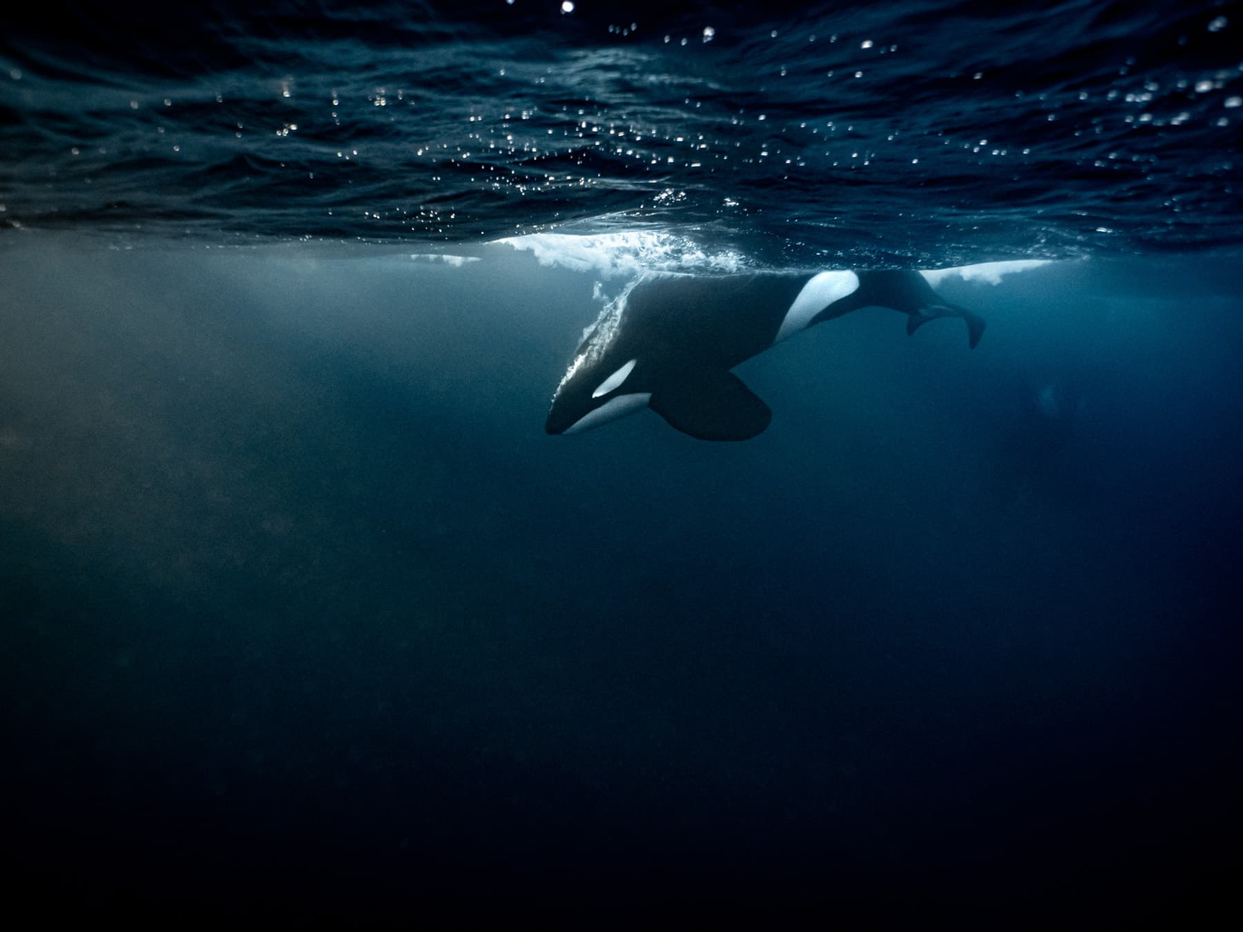 Orca bull with sunbeams