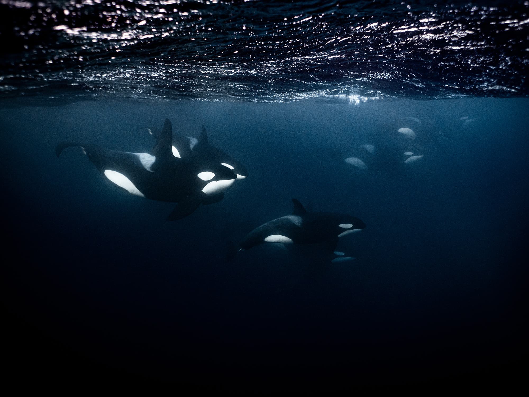 pod of orcas swimming under the surface