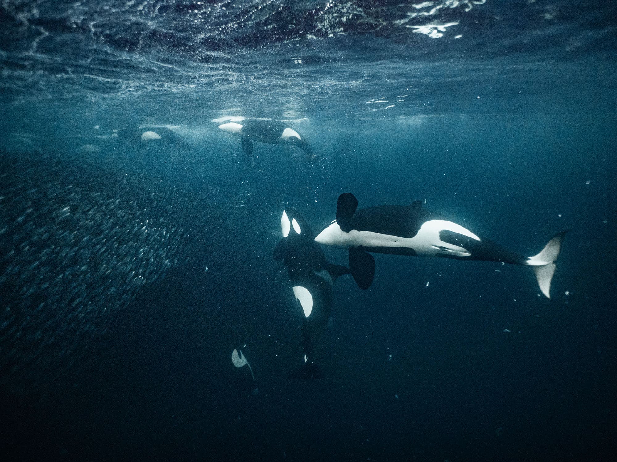 Orcas feeding