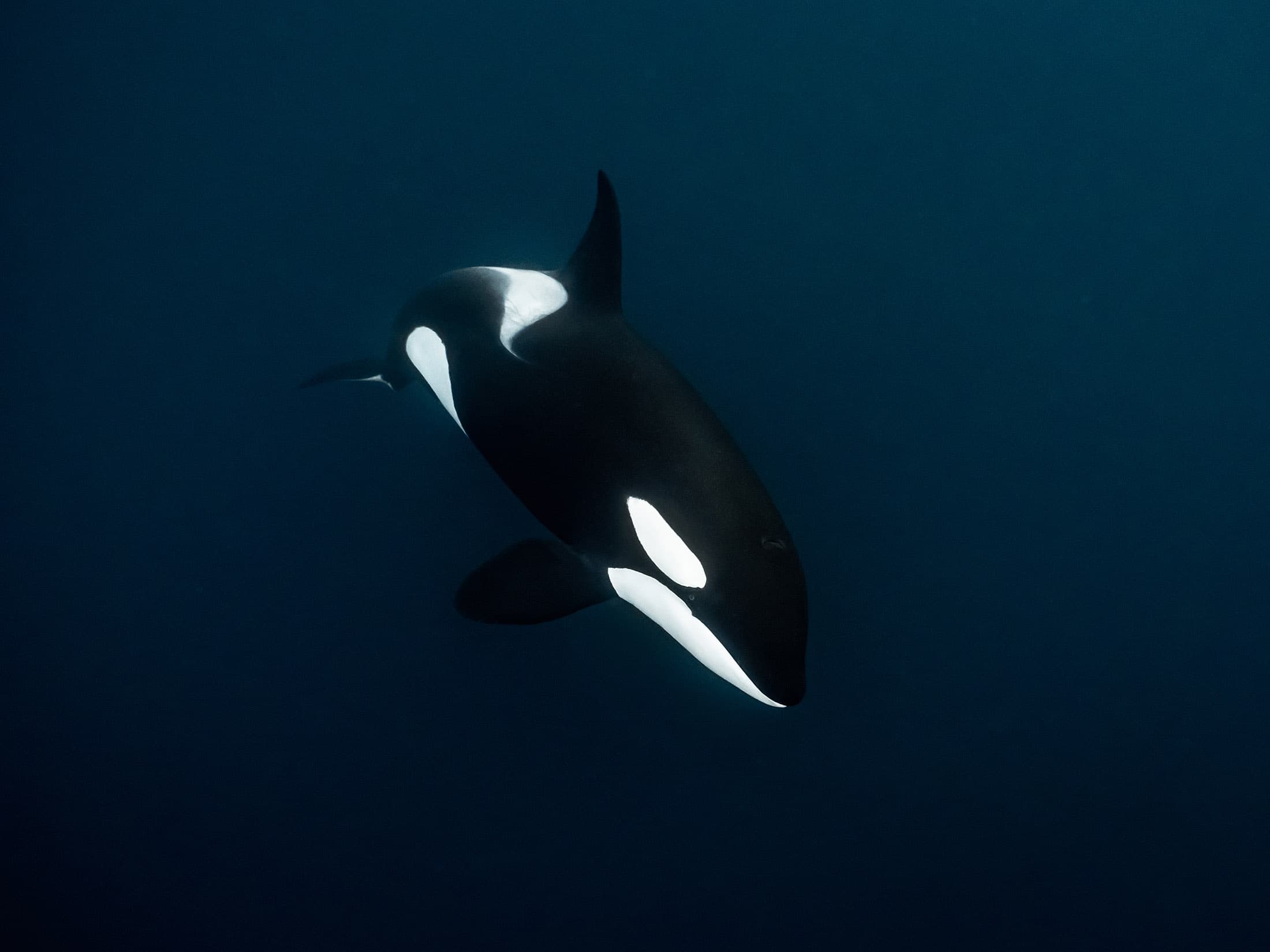 juvenile orca posing for the camera