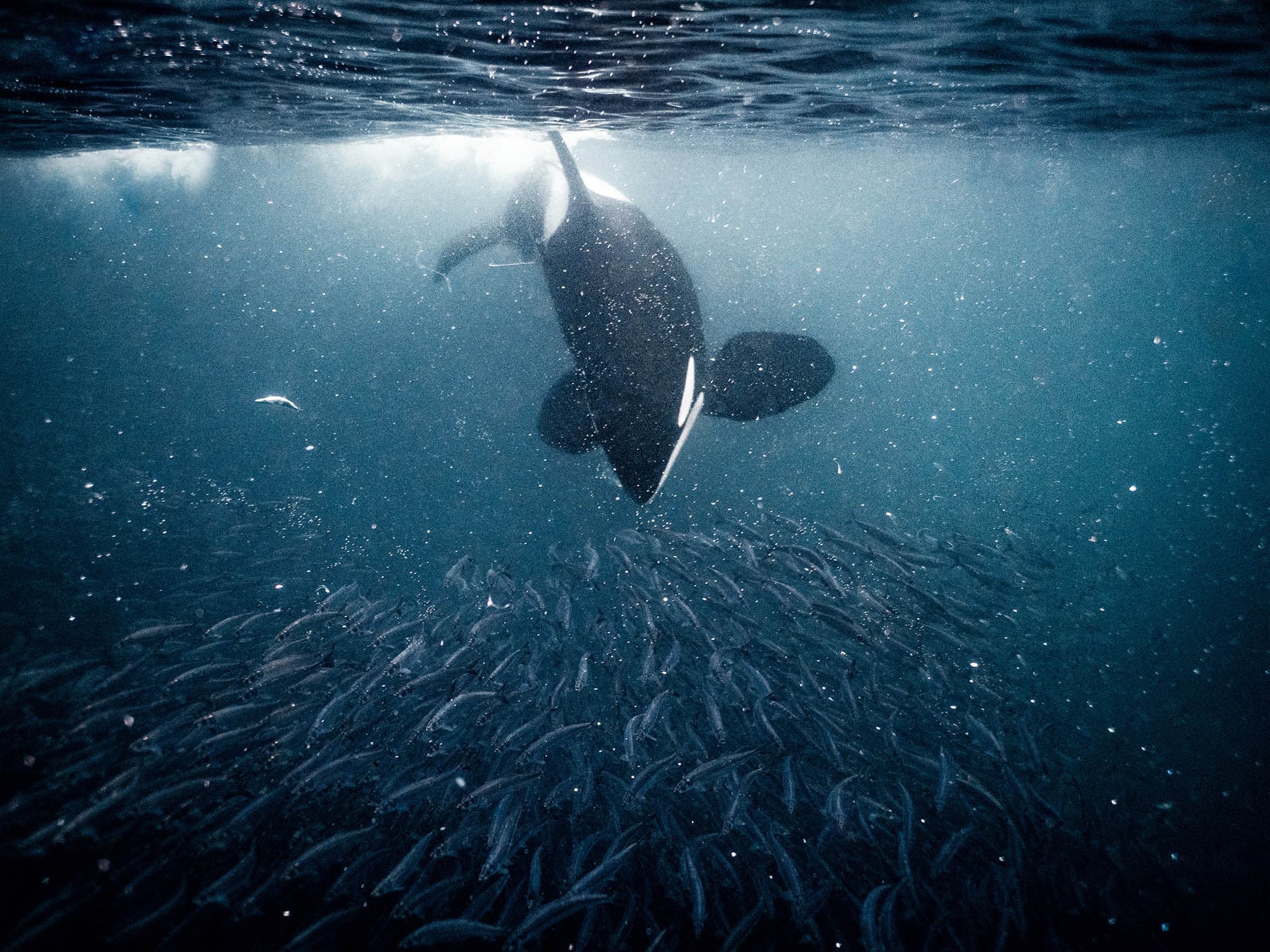 Orca chasing herring