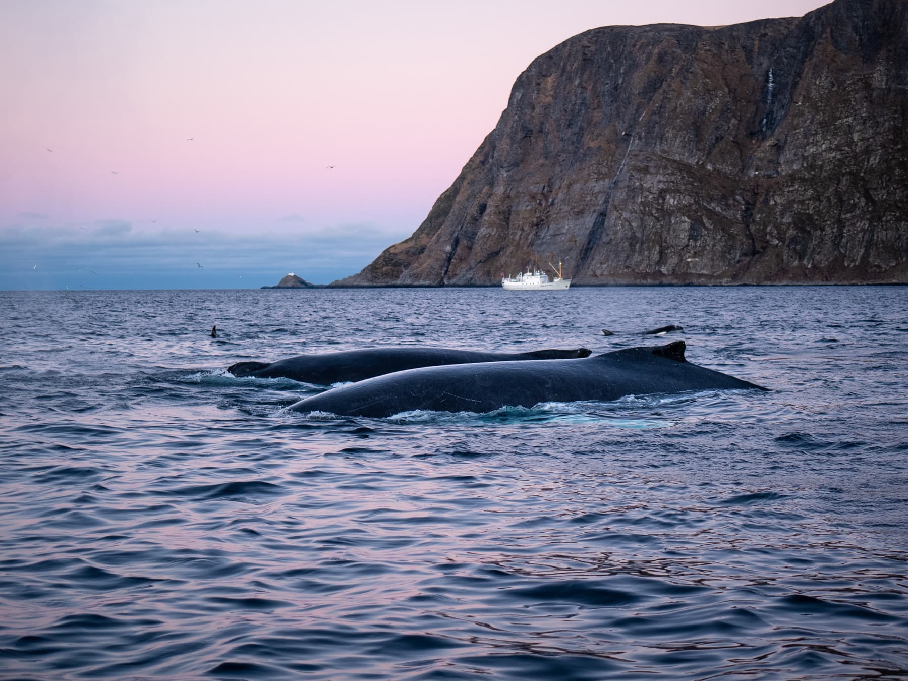 Maroy with whales