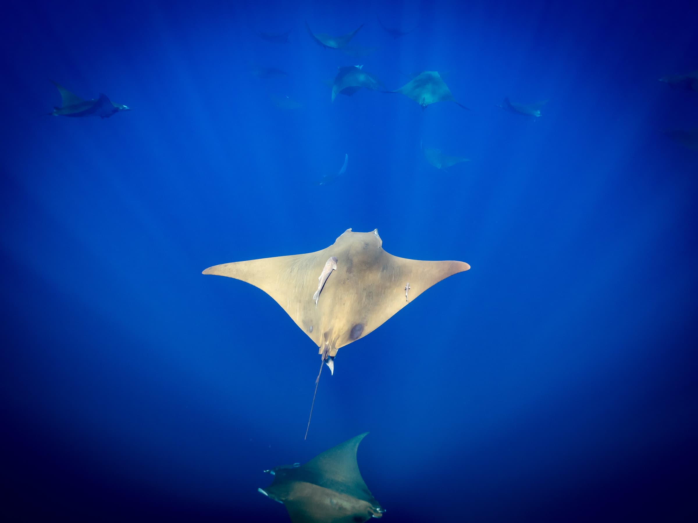 Mobula Ray