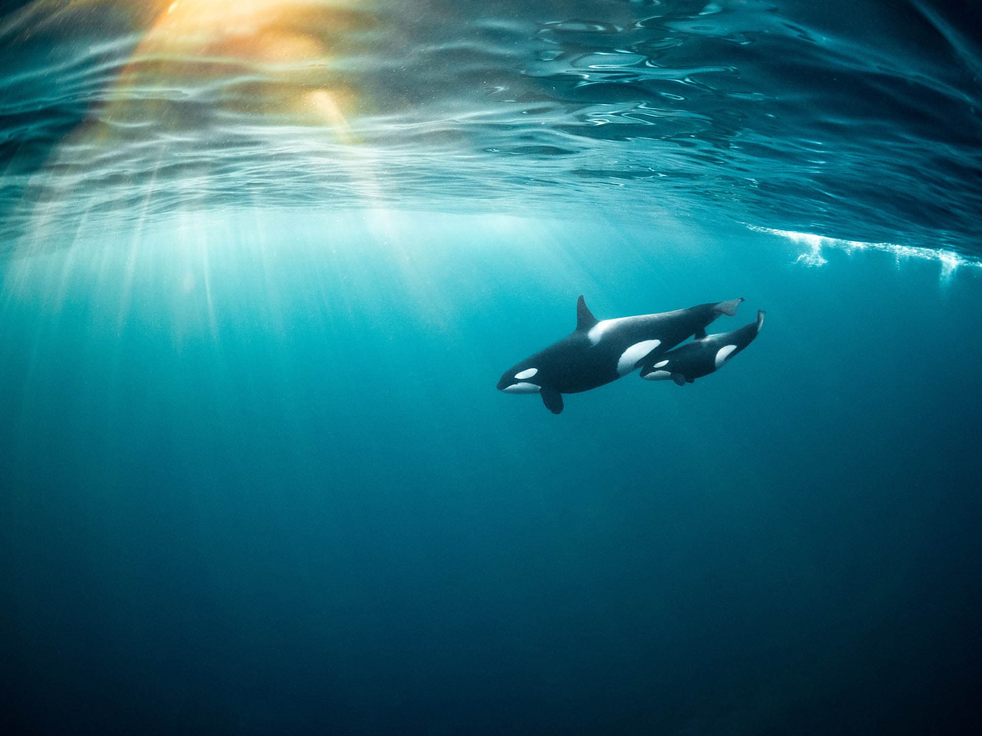 Orca mom and calf