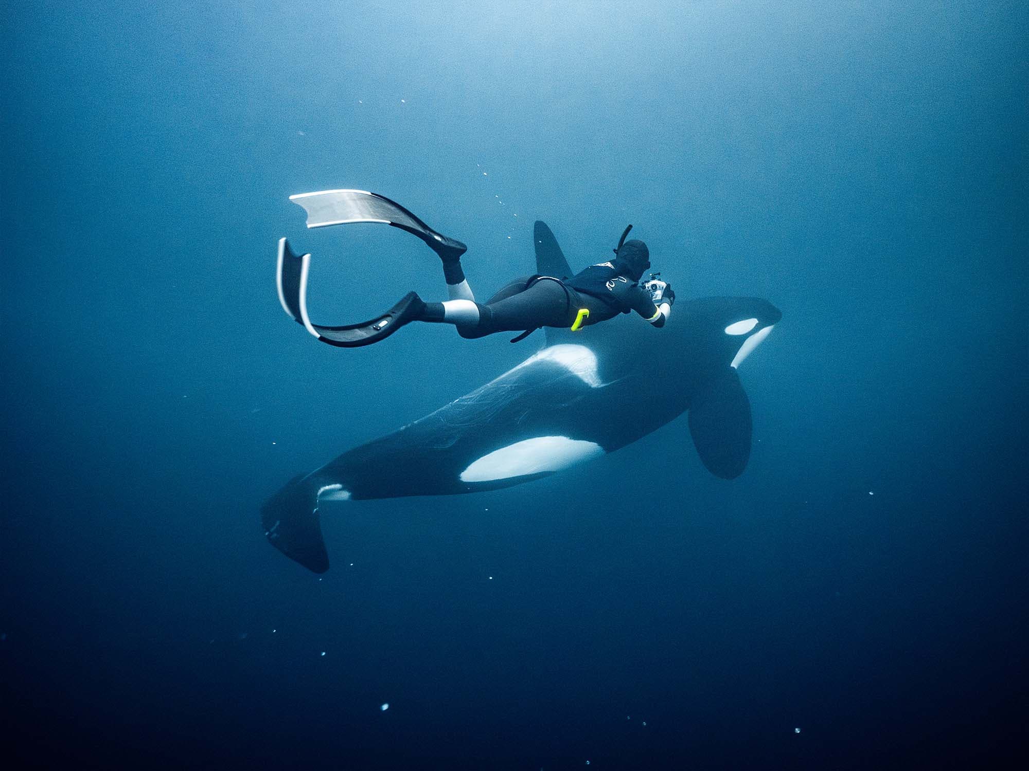 Orca freediver in 2023