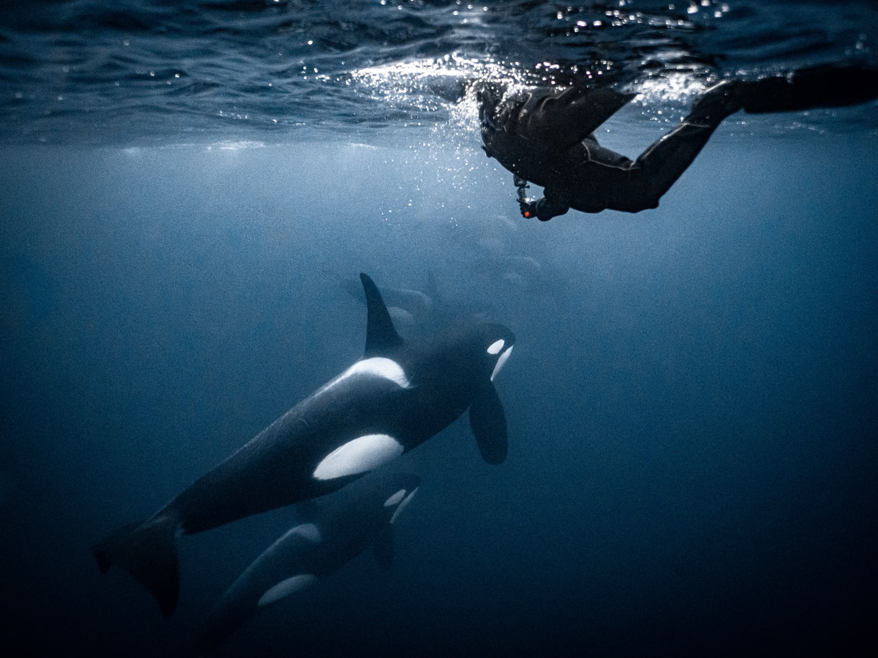 Orca snorkeler