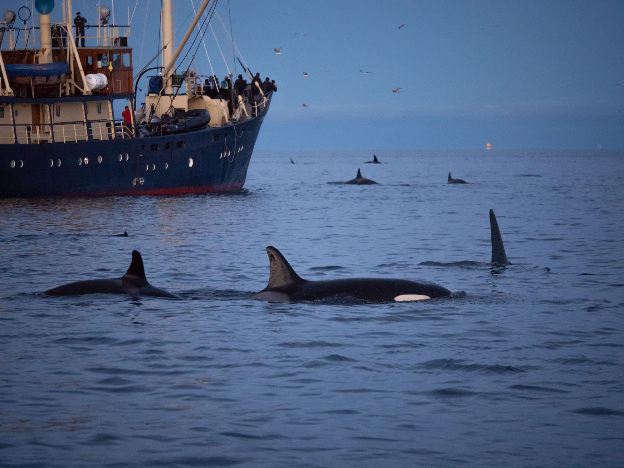 Orcas close to a boat