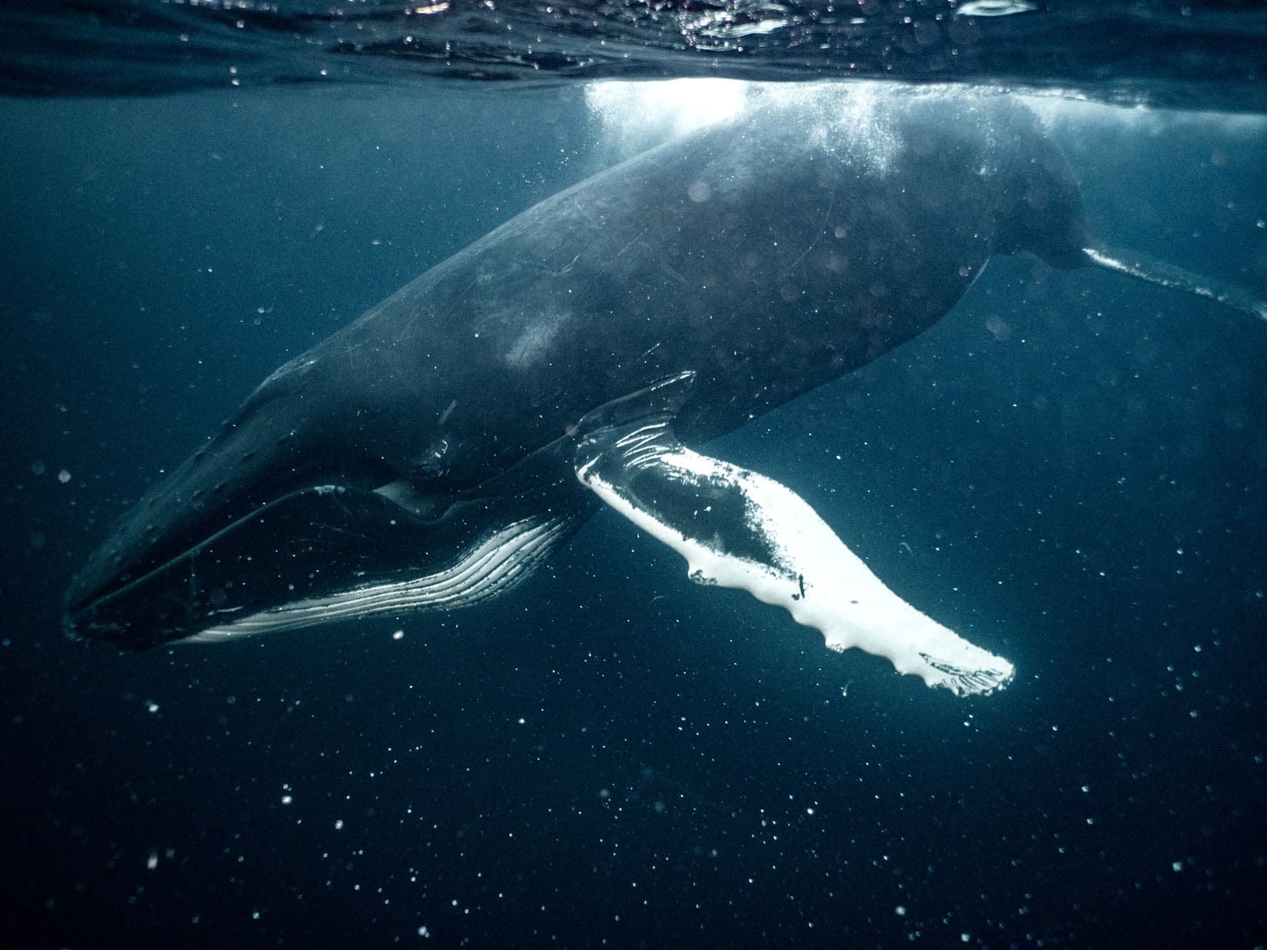 Humpback whale