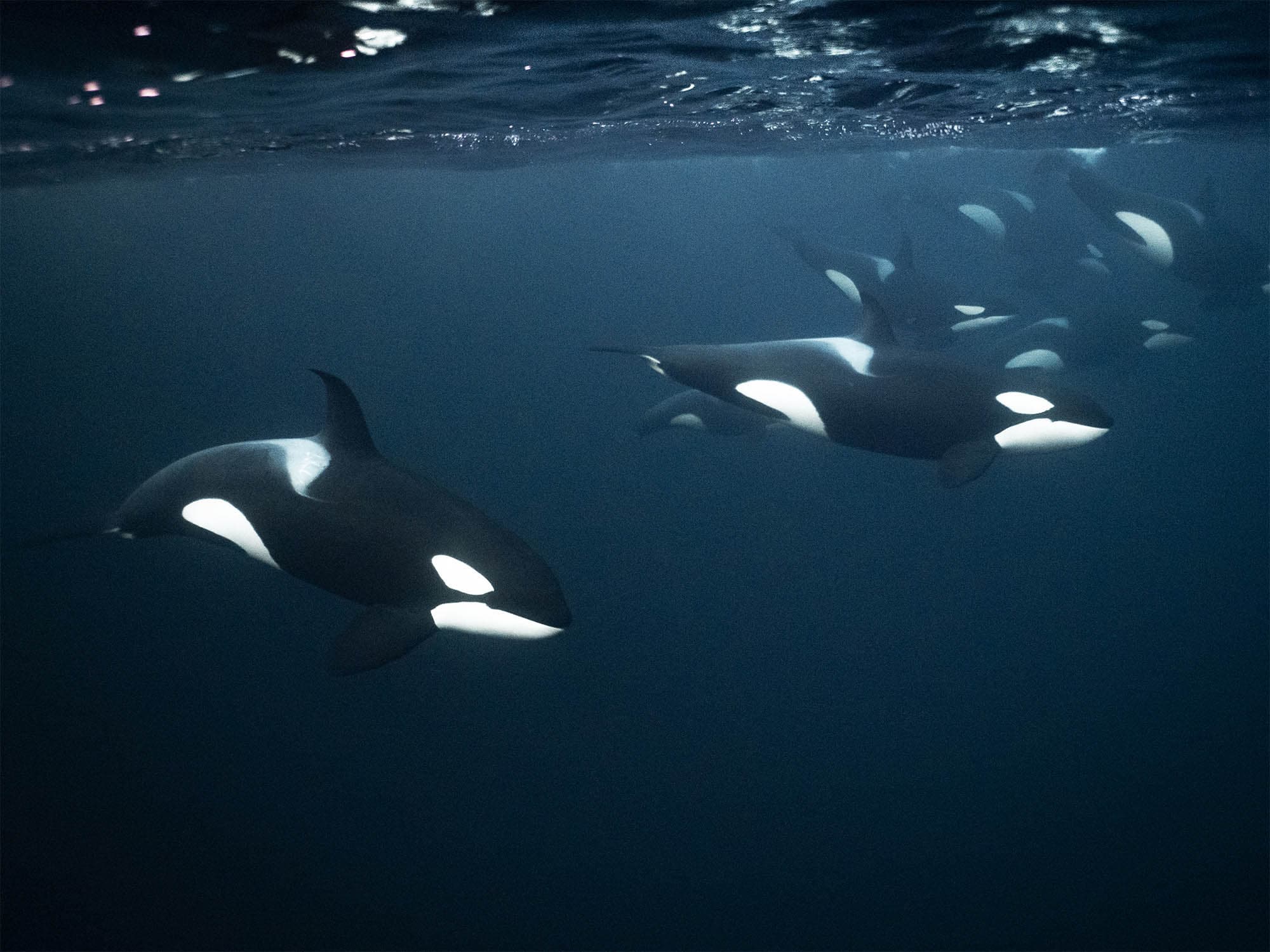 Pod of orcas swimming close to the camera