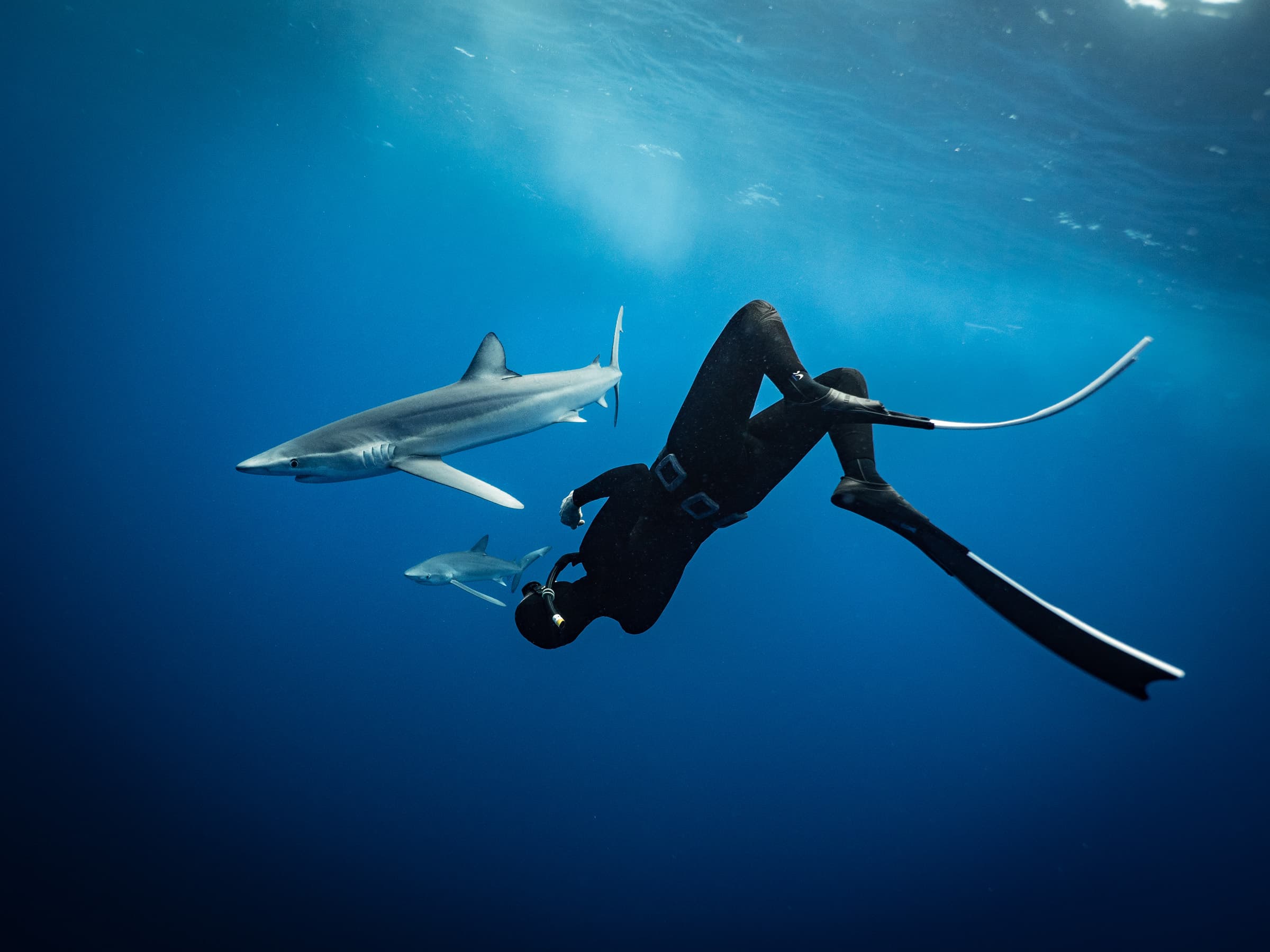 Shark freediver