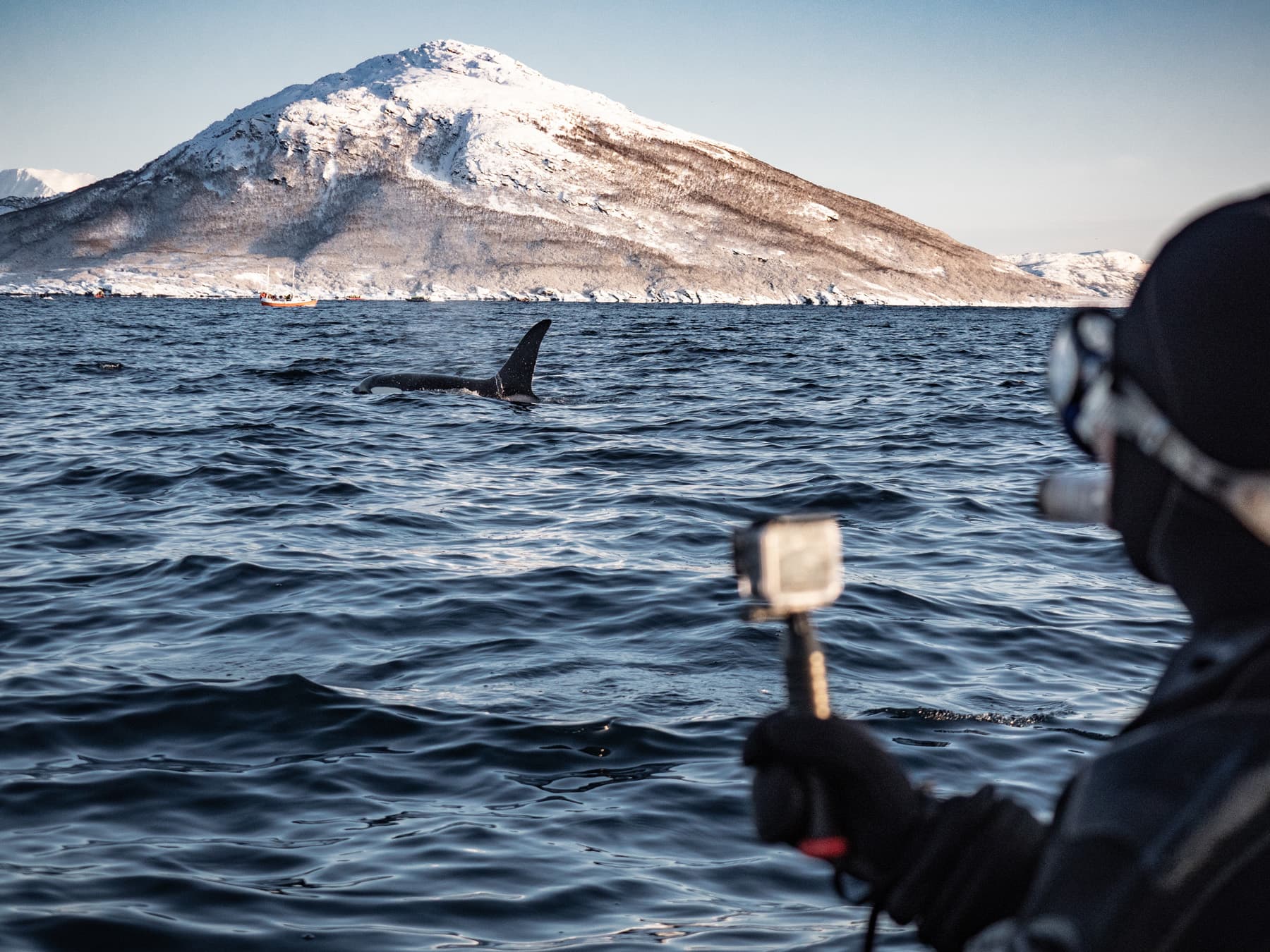 Snorkeler and orca