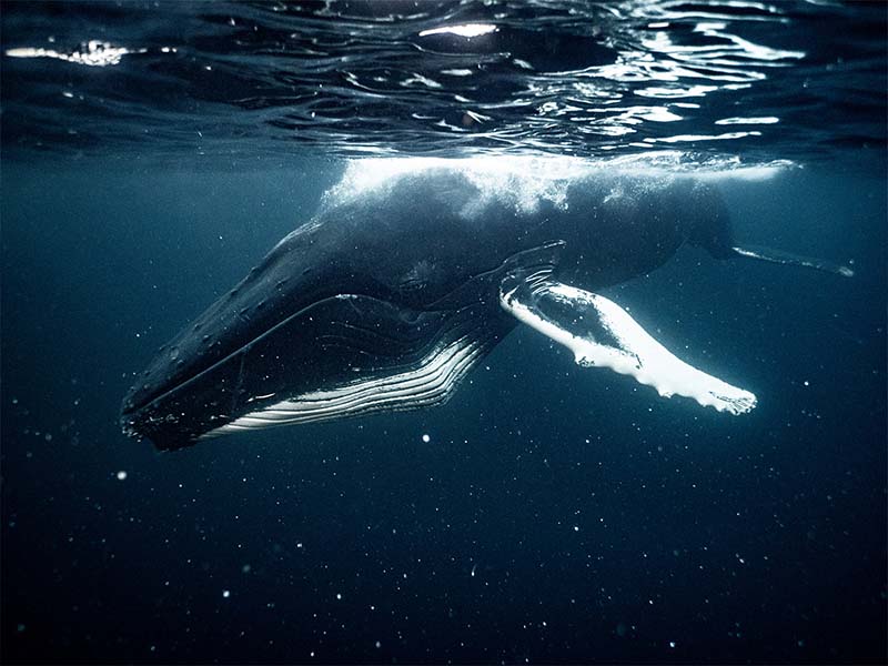 Gorging Humpback